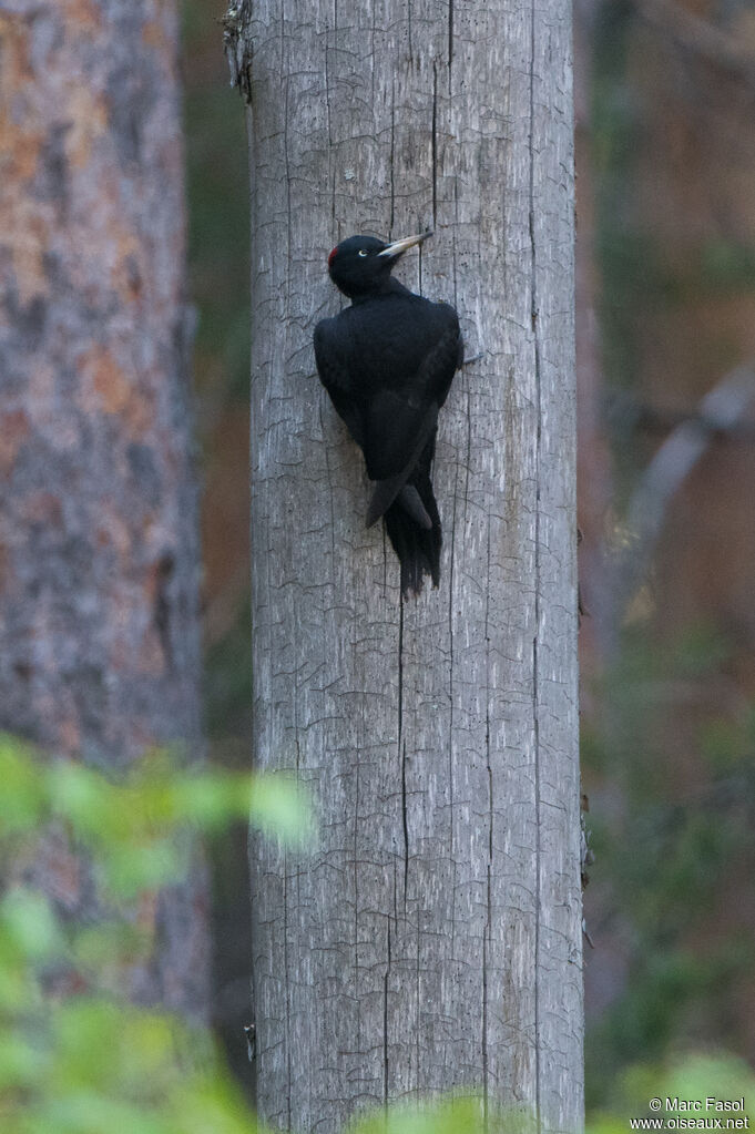 Black Woodpecker female adult, identification