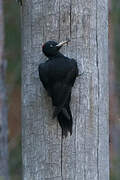 Black Woodpecker