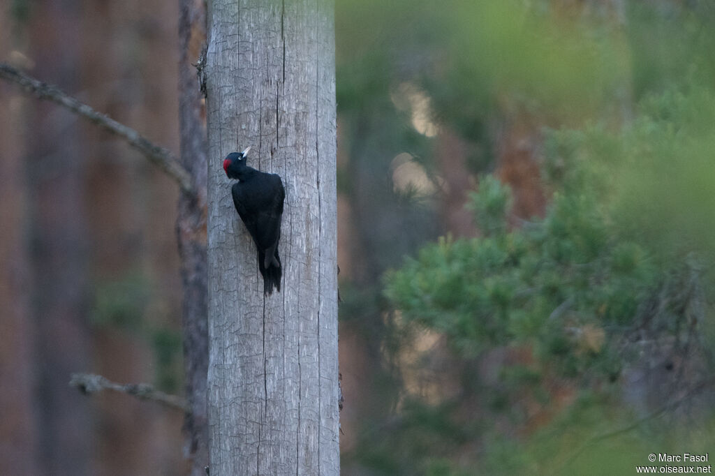 Black Woodpecker female adult