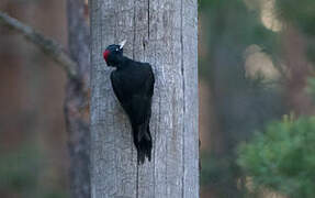 Black Woodpecker