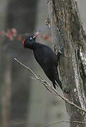 Black Woodpecker