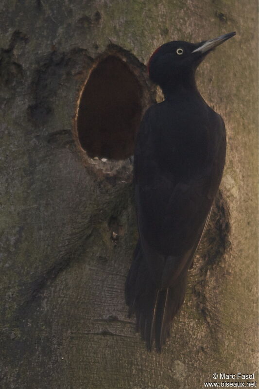 Black Woodpecker female, identification, Reproduction-nesting, Behaviour