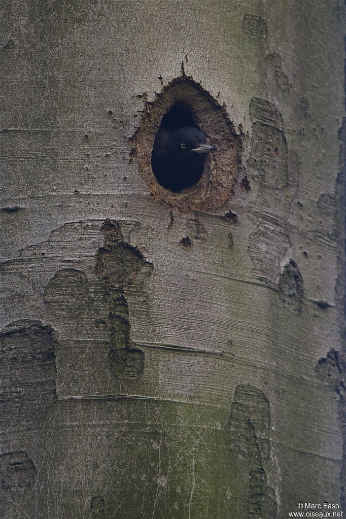 Black Woodpecker female adult breeding, identification, Reproduction-nesting