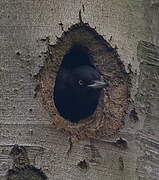 Black Woodpecker