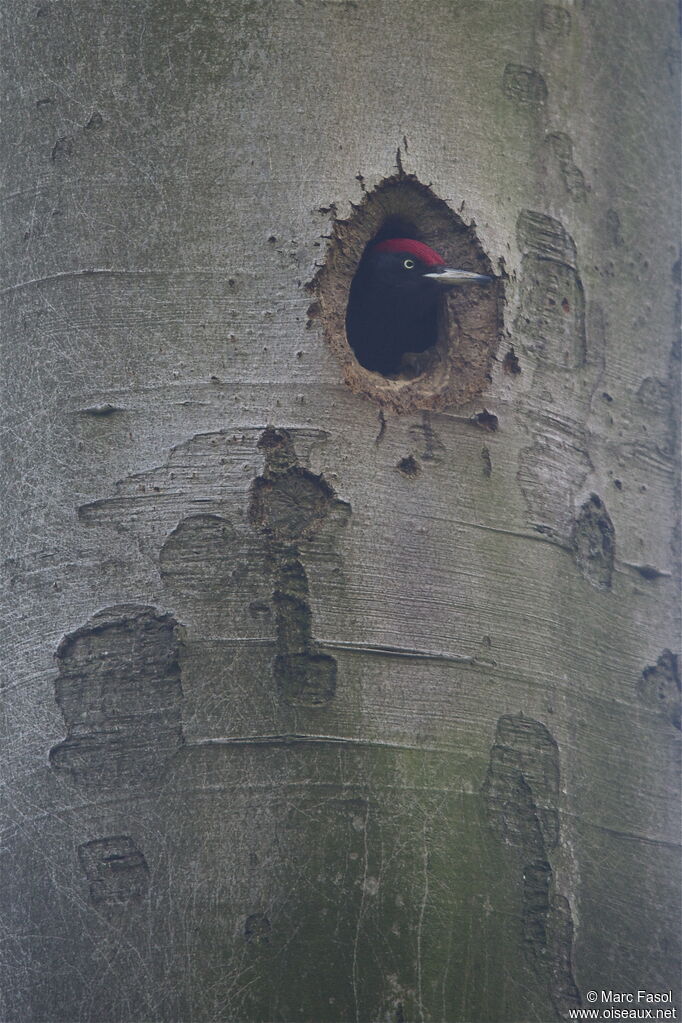 Black Woodpecker male adult breeding, identification, Reproduction-nesting