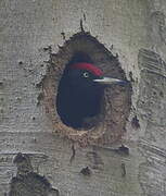 Black Woodpecker