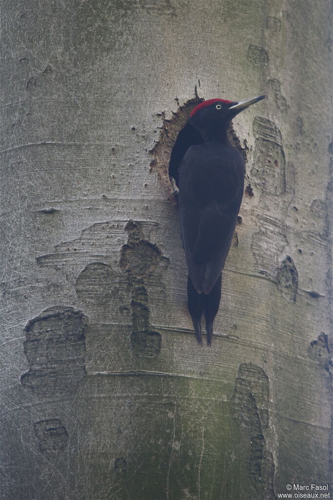 Black Woodpecker male adult breeding, Reproduction-nesting