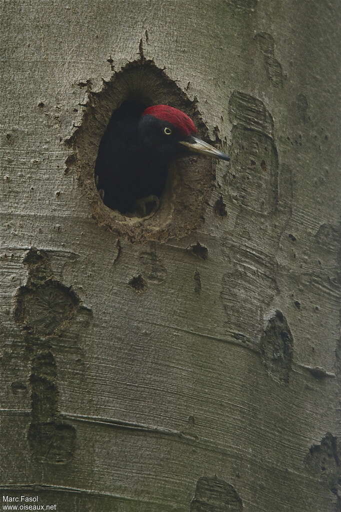 Black Woodpecker male adult breeding, Reproduction-nesting, Behaviour