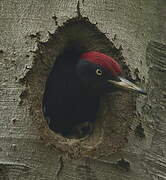 Black Woodpecker