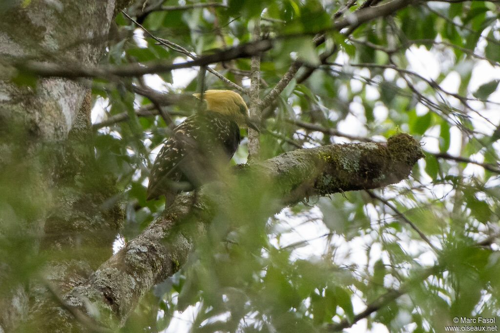 Blond-crested Woodpecker female adult, identification