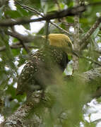 Blond-crested Woodpecker