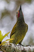 Golden-olive Woodpecker