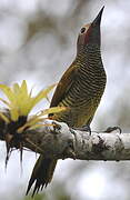 Golden-olive Woodpecker