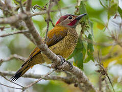 Golden-olive Woodpecker