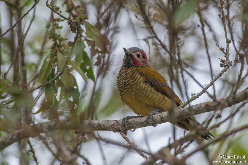 Golden-olive Woodpecker male adult breeding, identification