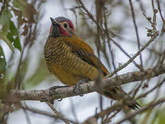 Golden-olive Woodpecker