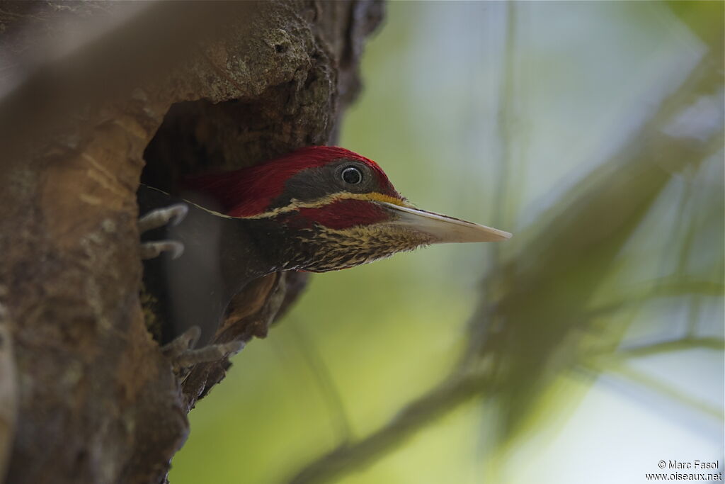 Lineated Woodpecker male adult breeding, identification, Reproduction-nesting, Behaviour