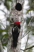 Lineated Woodpecker