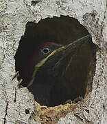 Lineated Woodpecker