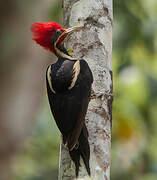 Lineated Woodpecker