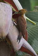 Chestnut-colored Woodpecker