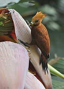 Chestnut-colored Woodpecker