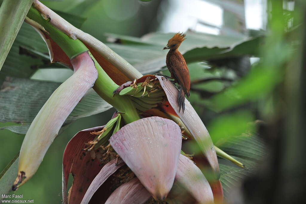 Pic roux femelle, habitat, Comportement