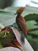 Chestnut-colored Woodpecker