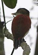 Scarlet-backed Woodpecker