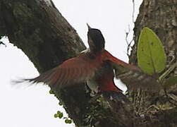 Scarlet-backed Woodpecker