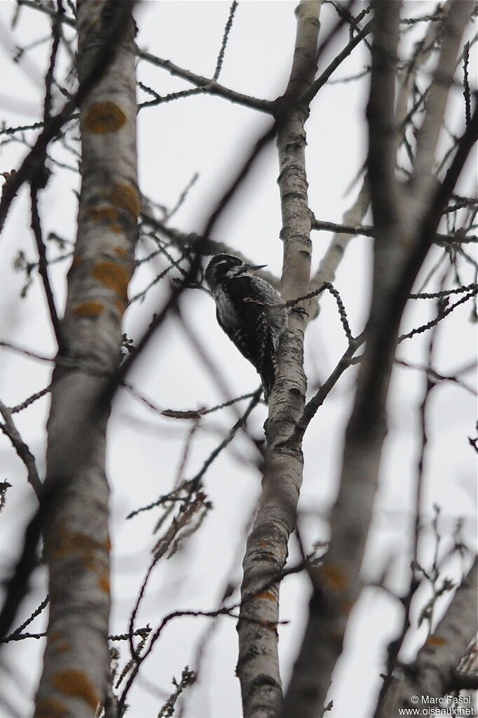 Eurasian Three-toed Woodpecker male adult, identification, Behaviour