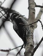 Eurasian Three-toed Woodpecker