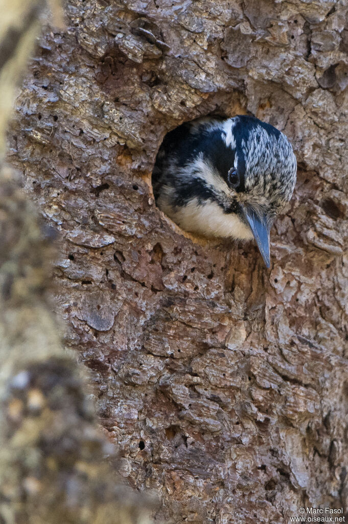 Eurasian Three-toed Woodpecker female adult, identification, Reproduction-nesting