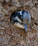 Eurasian Three-toed Woodpecker