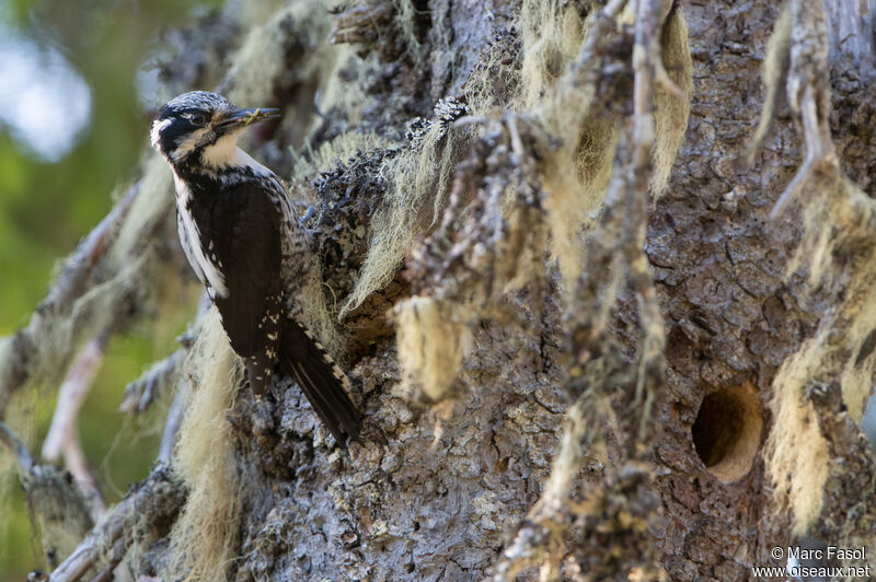 Eurasian Three-toed Woodpecker female adult, identification, Reproduction-nesting