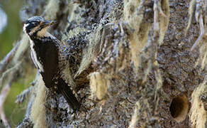 Eurasian Three-toed Woodpecker