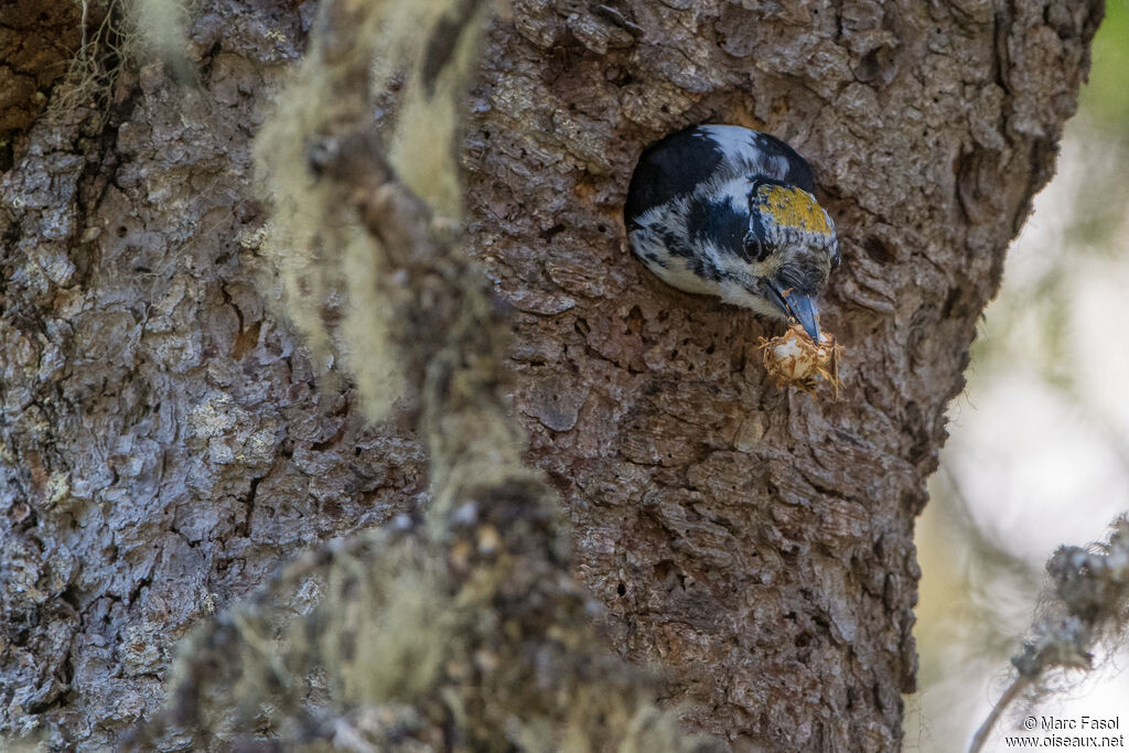 Eurasian Three-toed Woodpecker male adult, identification, Reproduction-nesting