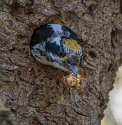 Eurasian Three-toed Woodpecker