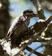 Checkered Woodpecker