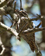 Checkered Woodpecker