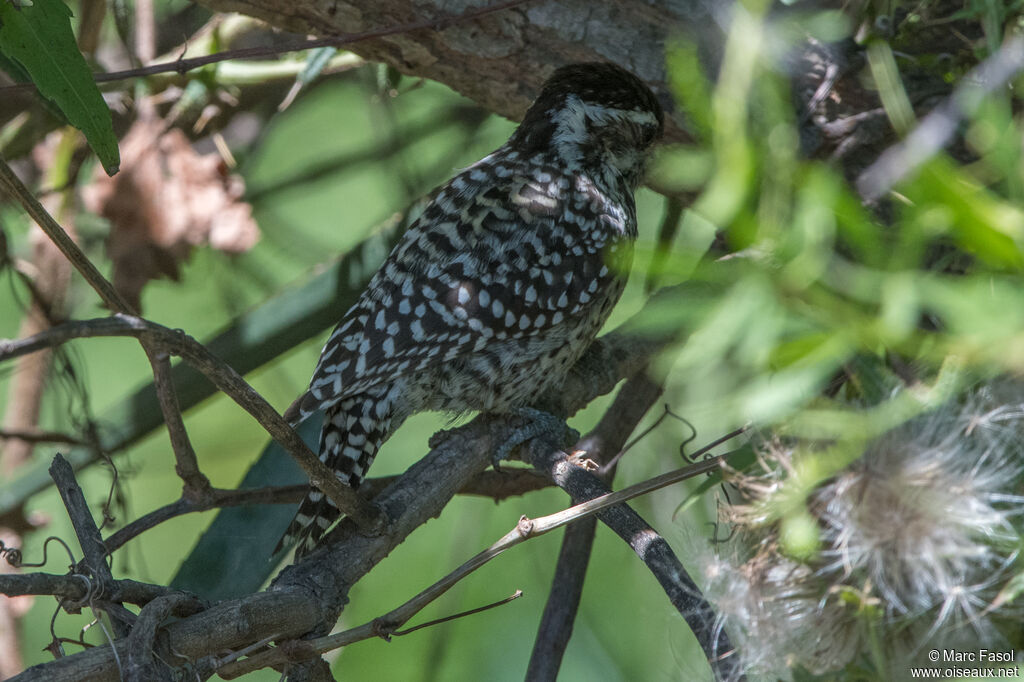 Pic varié femelle adulte, identification