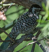 Checkered Woodpecker