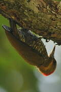 Golden-green Woodpecker