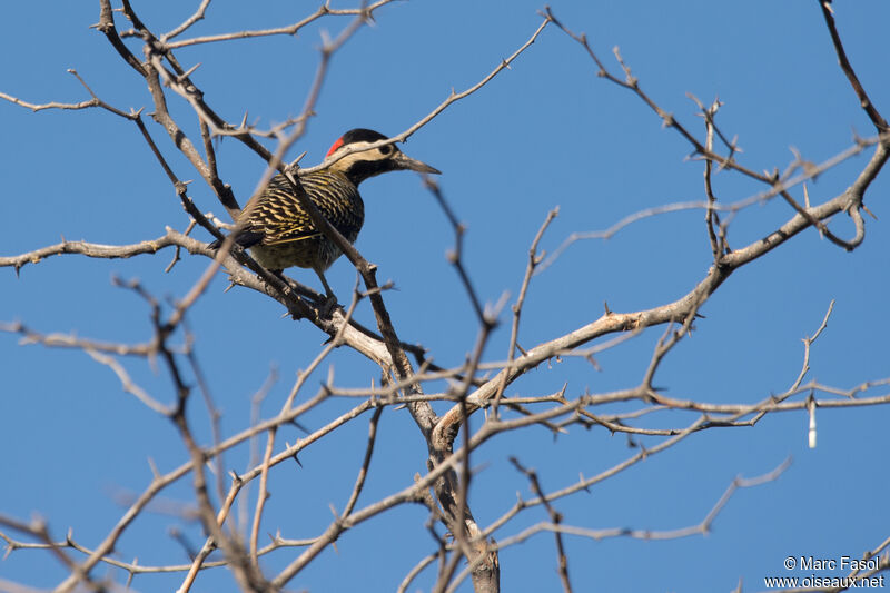 Green-barred Woodpecker female adult