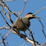 Green-barred Woodpecker