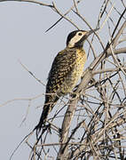 Green-barred Woodpecker