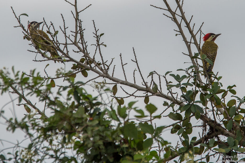 Green-barred Woodpeckeradult