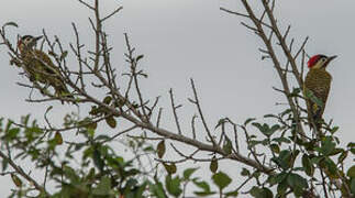 Green-barred Woodpecker