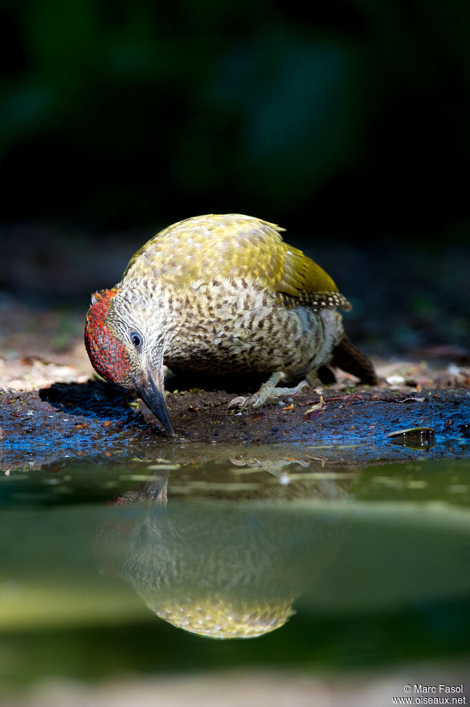 European Green Woodpeckerjuvenile, identification, drinks