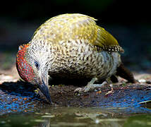 European Green Woodpecker